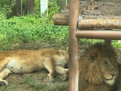 -西安秦岭野生动物园