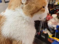 -绿野餐厅(上海动物园店)