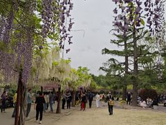 -嘉定紫藤园