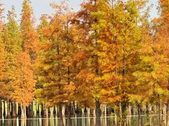 -白鹭湾湿地公园