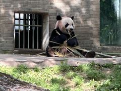 -都江堰中华大熊猫苑