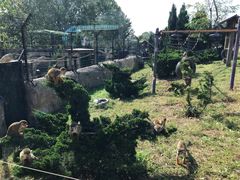 -大连森林动物园