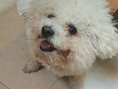 -艾贝尔宠物医院·狂犬免疫点(江山金象城店)