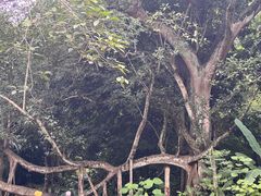 -中国科学院西双版纳热带植物园