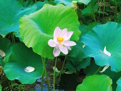 -蠡湖大桥公园