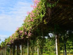 -广西壮族自治区药用植物园