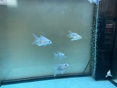 -圳兴面王·拌川·特色炒面(南山保利剧院店)