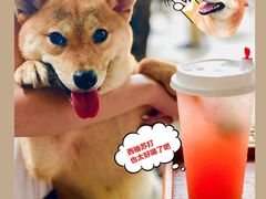 -柴犬高等学院·狗咖·柴犬售卖·宠物训练
