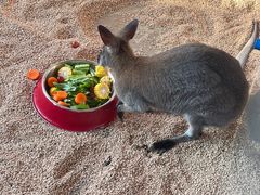 -海合安武汉极地海洋公园