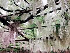 -嘉定紫藤园