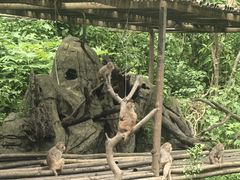 -西双版纳原始森林公园