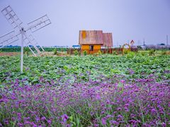 -洪湖湿地生态园