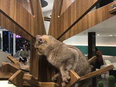 -飞行喵MR PILOT|猫舍·猫咖(静安大融城店)