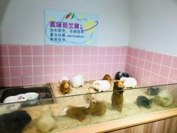 -Moni星球萌宠·小马宝莉·灵蛇·高端高阶全萌宠互动体验俱乐部(红豆国际广场店)
