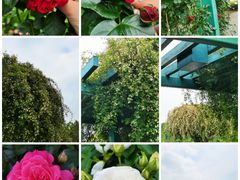 -上海辰山植物园