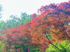 -雨花胜境