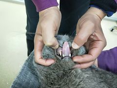 -爱侣宠医·鹦鹉专科·小型哺乳类·异宠专科(灵石路店)