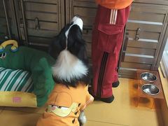 -MARSMART PETS火星宠物超市(1733店)