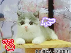 -十年猫舍·猫咪专门店(普陀店)