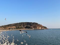 -烟墩角天鹅湖