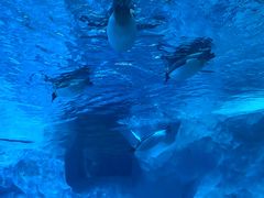 -珠海长隆海洋王国