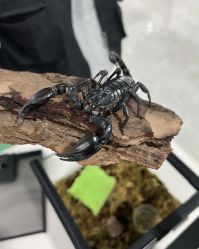 -神奇动物撸宠馆·羊驼·小浣熊·异宠(豫园店)