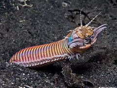 -飞鱼&摩娜潜水度假村