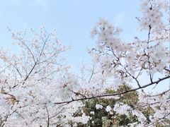 -武汉大学-樱园