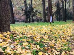 -东平国家森林公园
