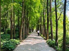 -上海滨江森林公园