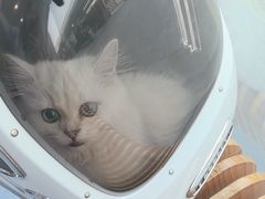 -伟伟宠物医院·瑞派猫友好医院·猫科(光谷店)