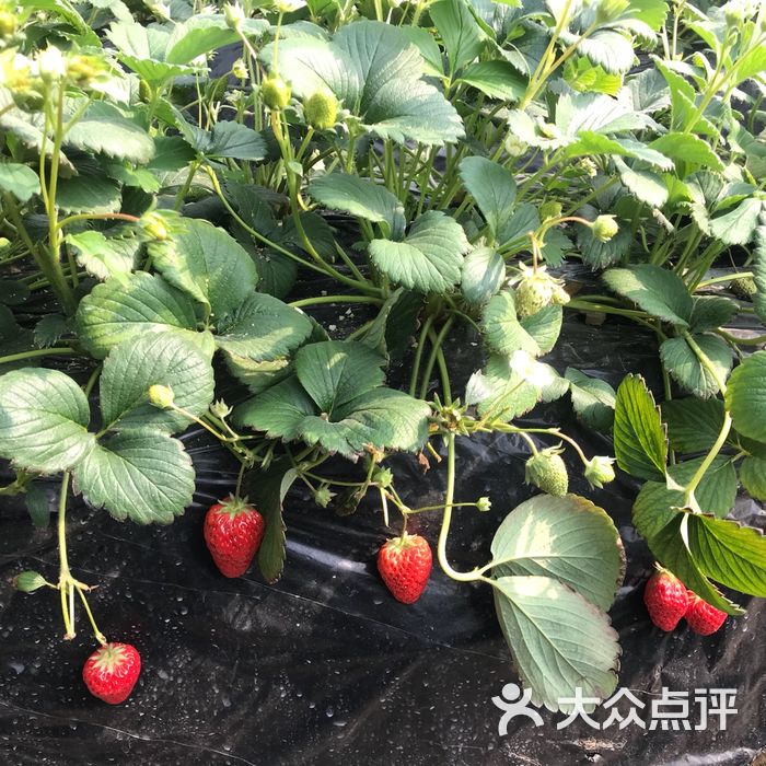 旺旺草莓采摘园