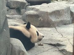 -武汉动物园