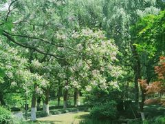 -柳浪闻莺公园