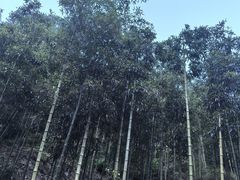 -天目山大树王景区