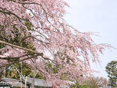-醍醐寺