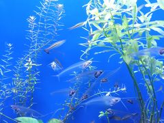 -上海海洋水族馆