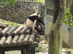 -都江堰中华大熊猫苑