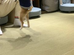 -逗柴咖啡屋·狗咖猫咖宠物桌游