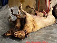 -光明清汤羊(宝业路店)