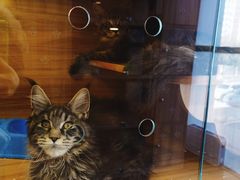 -猫十亿·布偶金渐层·曼基康矮脚猫舍(青年路店)