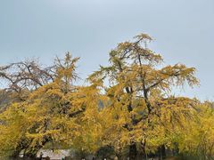 -千年银杏谷文化旅游区