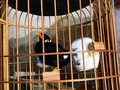 -太平张醪糟(西川店)