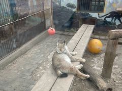 -青藏高原野生动物园