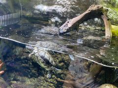 -迪拜水族馆及水下动物园