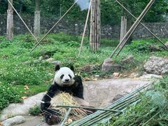 -都江堰中华大熊猫苑