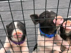 -前小桔亲子创意农场·草莓采摘·露营烧烤