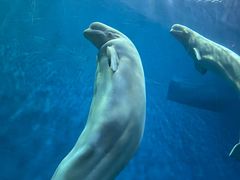 -芜湖新华联大白鲸海洋公园