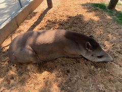 -西霞口神雕山野生动物世界