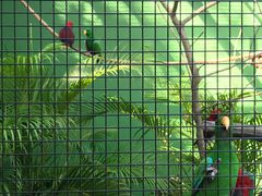 -新加坡飞禽公园